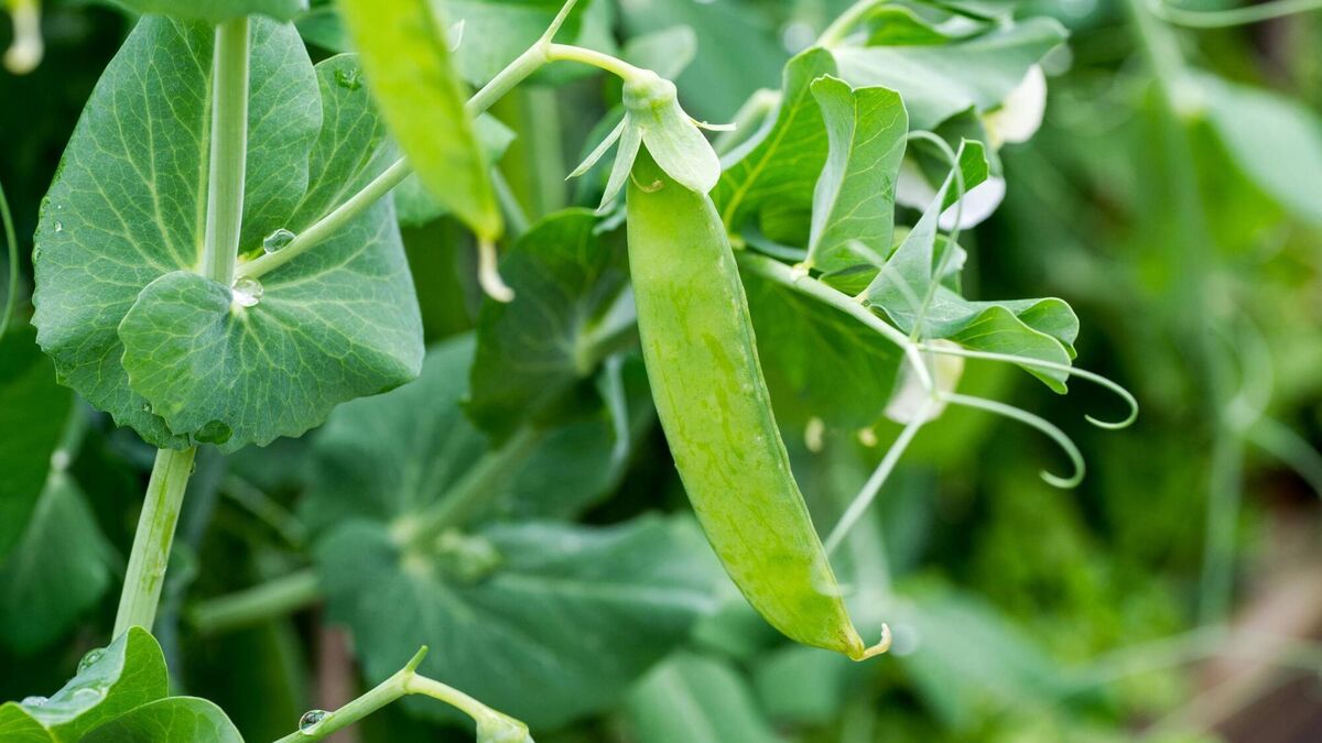 Sow peas now for an early harvest, but beware mice, slugs and birds - Vimarsana News