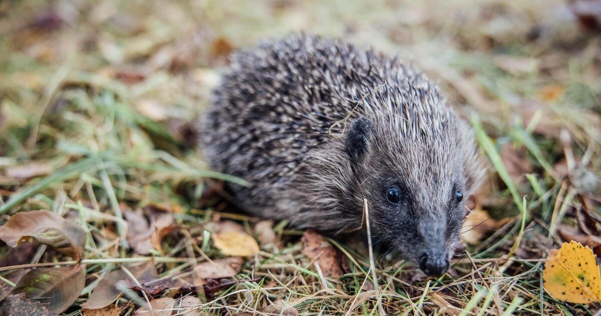 'Spike' in efforts to help hedgehogs roam free