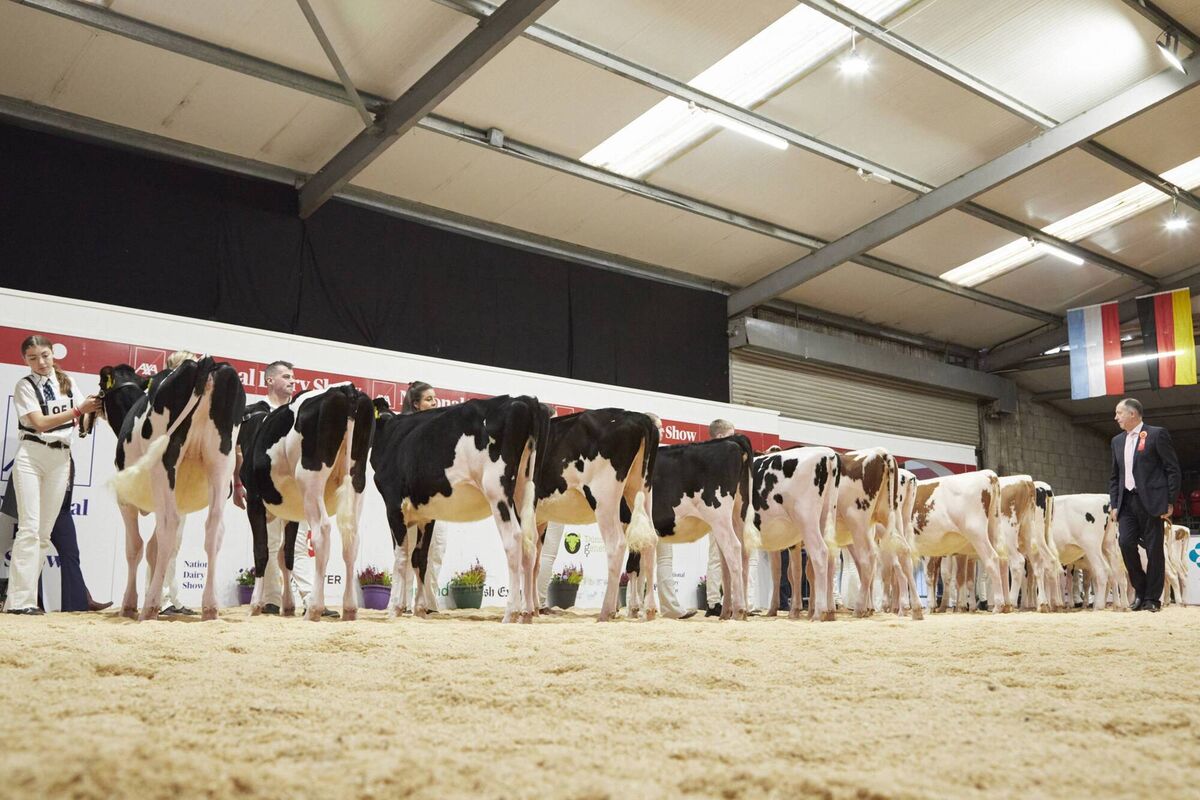 Judge Ashley Fleming judging one of his final line ups at the AXA National Dairy Show 2023, Photo: Maria Kelly Judge Ashley Fleming judging one of his final line ups at the AXA National Dairy Show 2023, Photo: Maria Kelly