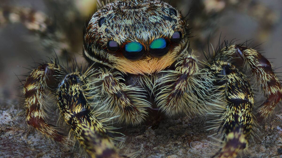 A Marpissa muscosa spider in Life On Our Planet, Netflix. A Marpissa muscosa spider in Life On Our Planet, Netflix.