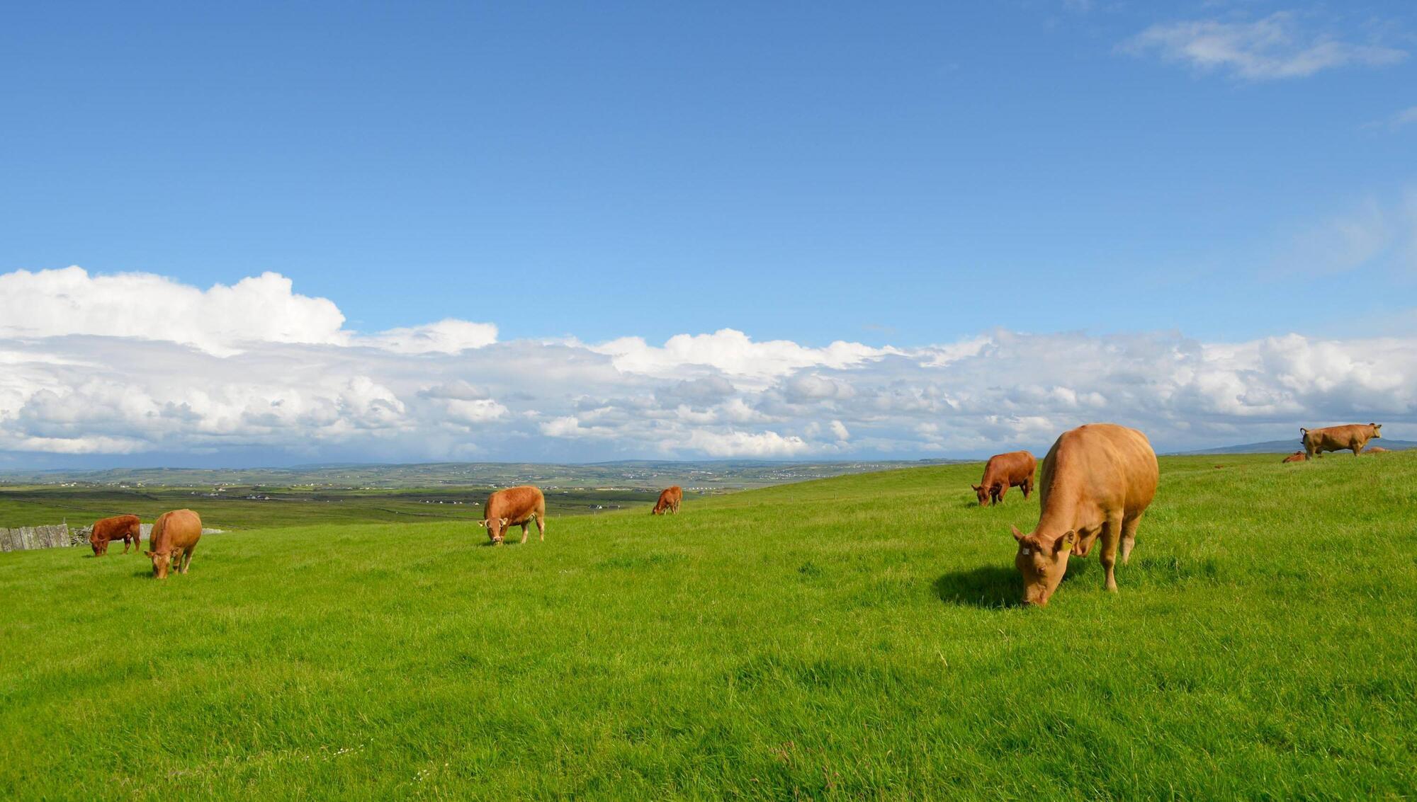 'Largest ever' €1m national campaign for Irish organics