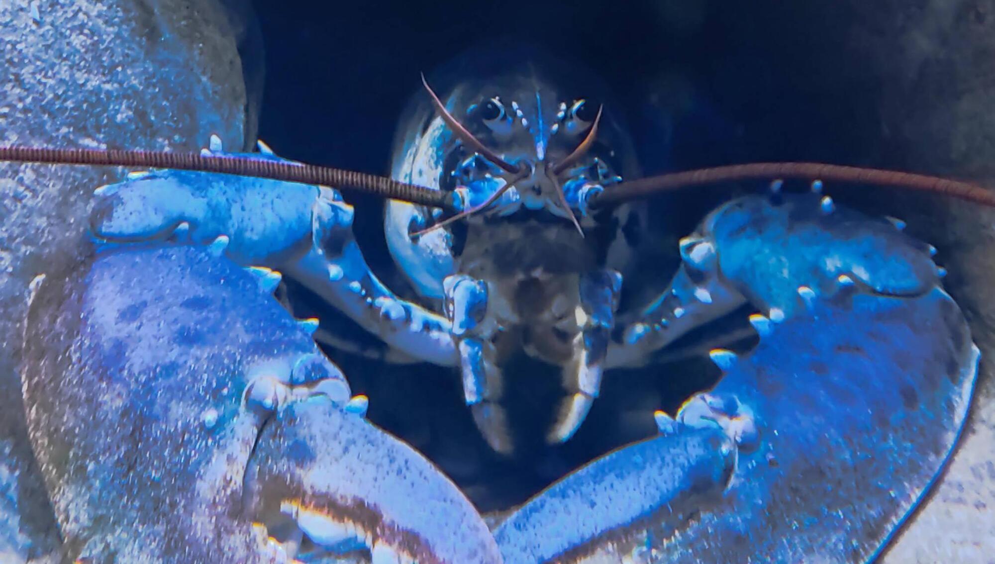 Charlie the white lobster who is turning blue