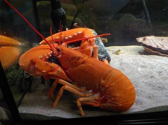Rusty the orange lobster. Rusty the orange lobster.