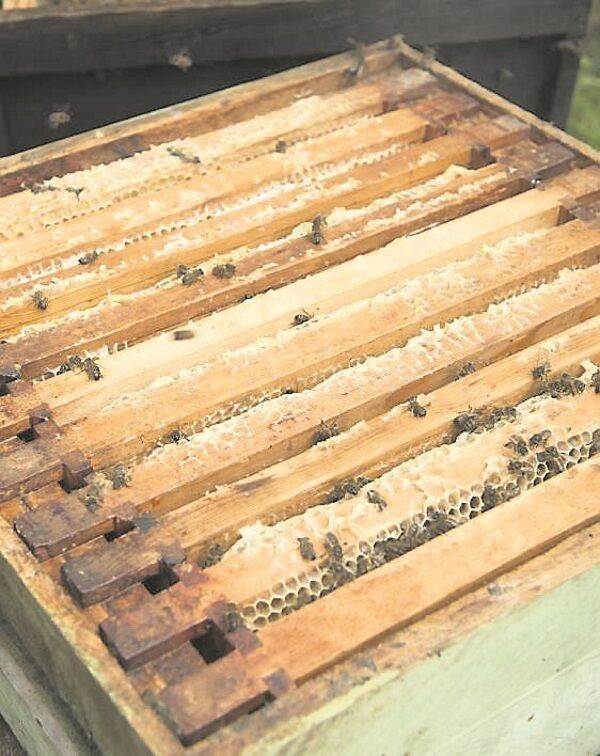 A section of the hive.