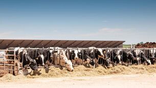 <p>As we are about to begin scaling back production in Ireland, other countries, where agricultural emissions are much higher, are already raring to ramp up cow numbers.</p>