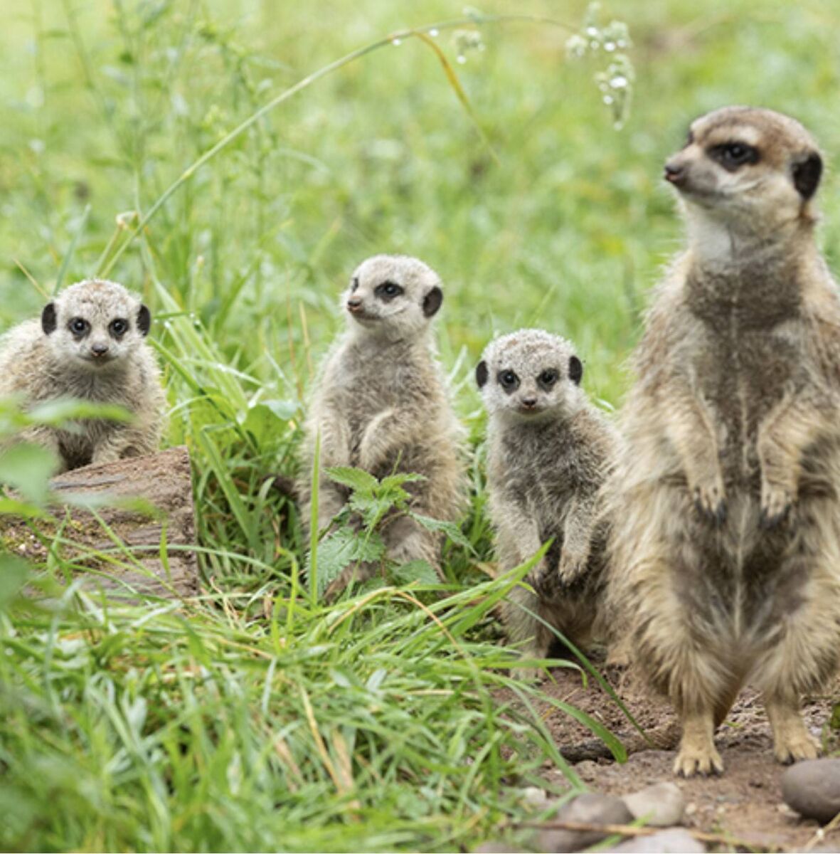 The last baby meerkats born at Fota was a decade ago. The last baby meerkats born at Fota was a decade ago.