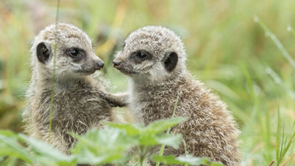 The public now has a chance to name the Meerkat babies. The public now has a chance to name the Meerkat babies.