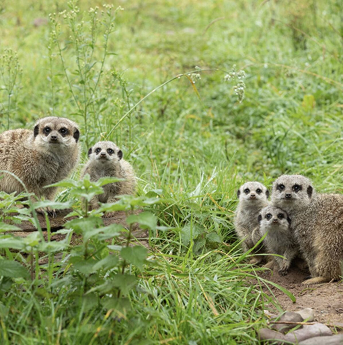 The meerkat babies were born in early September to mum Biggy and dad Snaggle. The meerkat babies were born in early September to mum Biggy and dad Snaggle.