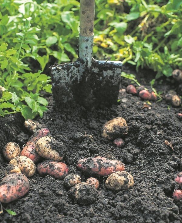 The greatest risk of spore outbreak occurs when the temperature/climate is in a Smith Period — this is a warm period (minimum 10C) for two consecutive days with accompanying high humidity levels exceeding 90%.