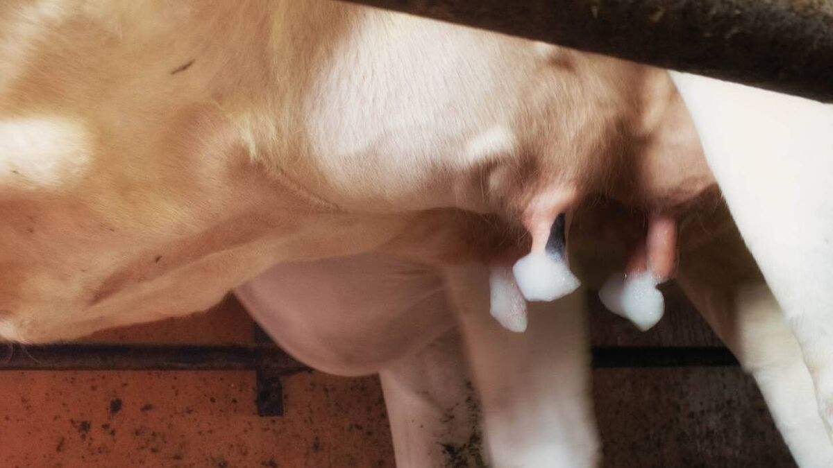 Vet on the Moove: Cell Check - you've got mail - Vimarsana News