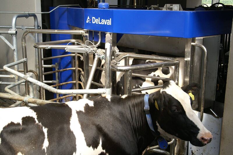 Automation goes hand-in-hand with increasing herd size. Automation started in Europe, with DeLaval's robotic systems introduced in 1997. Now, there are estimated to be more than 35,000 robotic milking units around the world. 