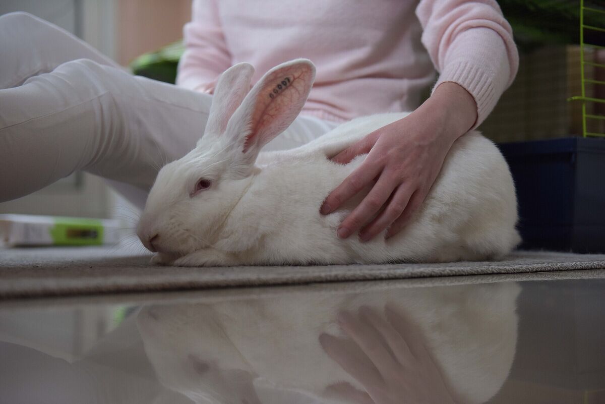 Gemma Lanigan in her kitchen with Alice the rabbit. Picture: Moya Nolan Gemma Lanigan in her kitchen with Alice the rabbit. Picture: Moya Nolan