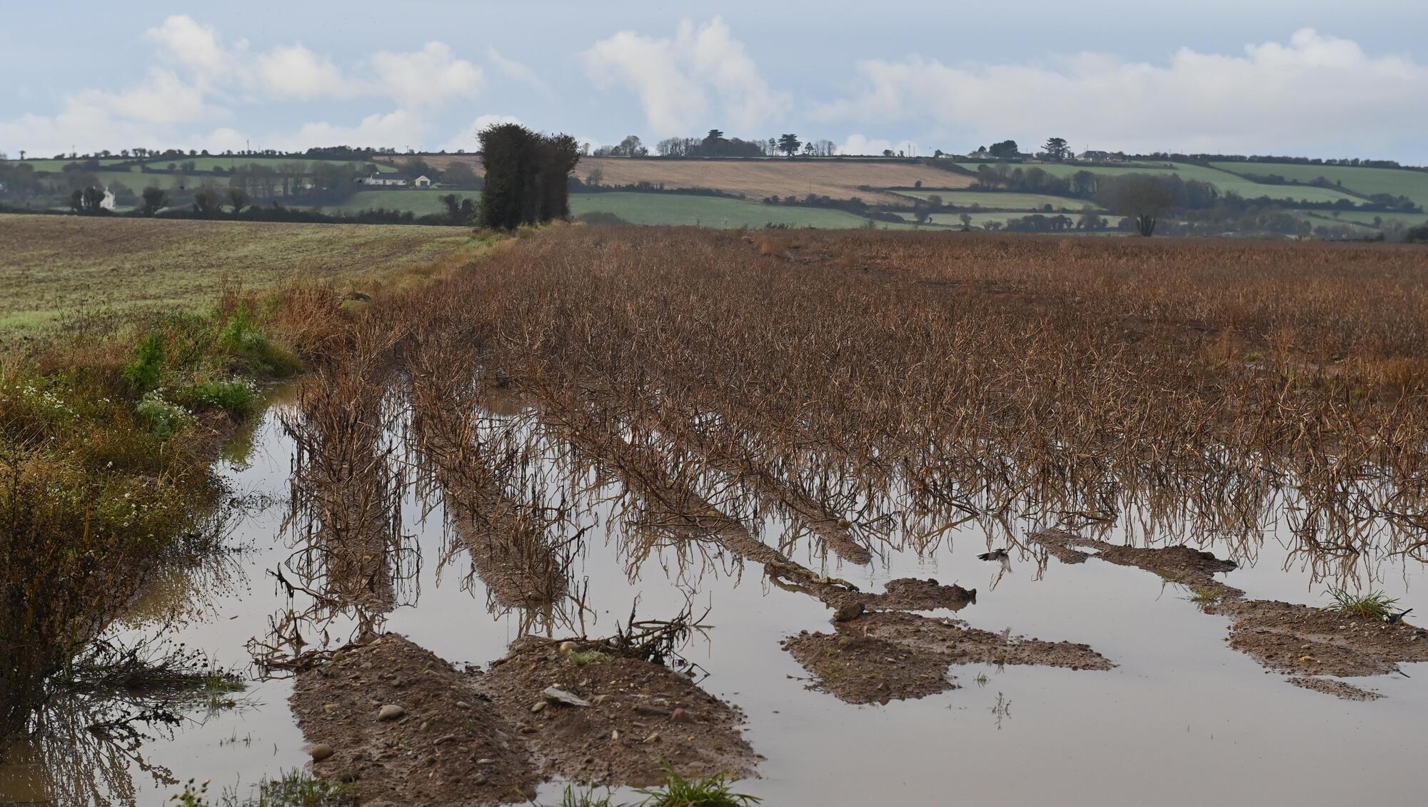 Growers seek support from Government for unharvested crops
