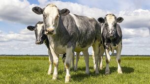 <p>'According to Our World in Data, if everyone shifted to a plant-based diet, we would reduce global land use for agriculture by 75%.'</p>