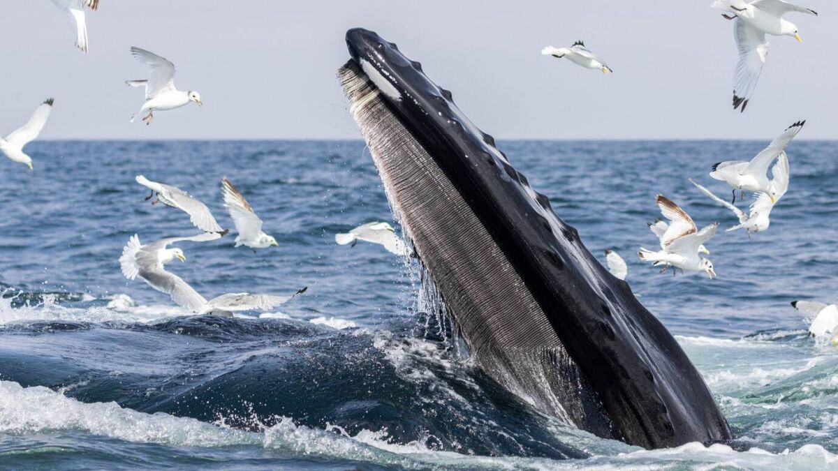 Nature photographers tell tales behind this epic photo gallery - Vimarsana News