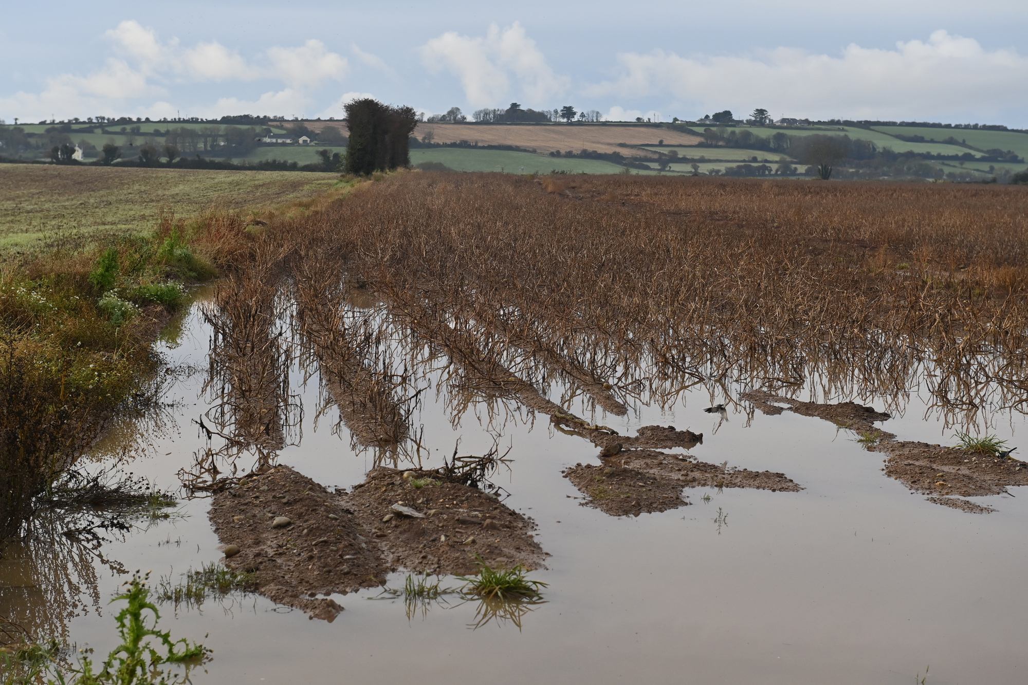 Potato harvest 'rapidly turning into a salvage operation'