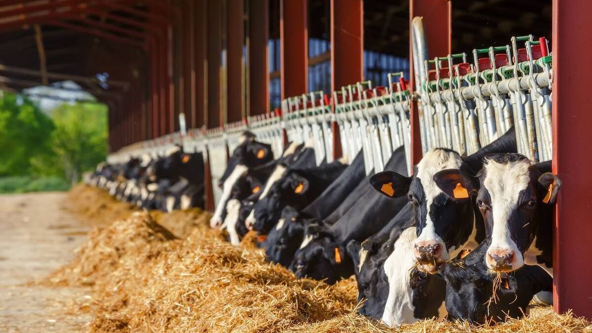 It's going to be a long winter - how to get the best from your dairy herd - Vimarsana News
