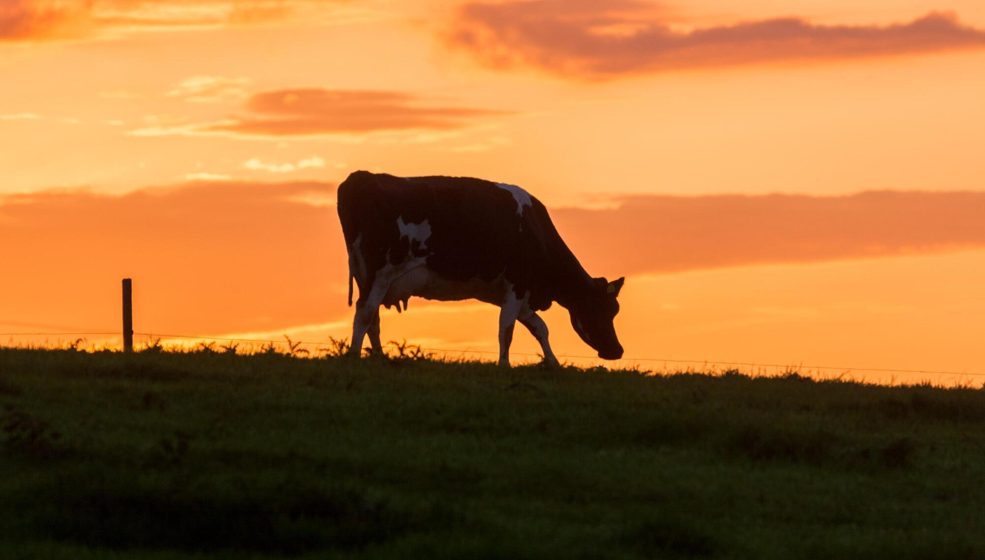 EU commissioner to be asked for 'flexibility' on nitrates derogation
