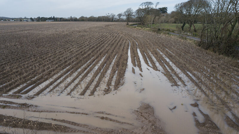 Water-logged potatoes in a field in East Cork. Picture: Denis Linehan