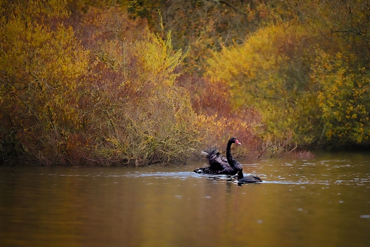 Phoebe is now the only black swan at the Lough and has become something of a local celebrity. Picture: Chani Anderson Phoebe is now the only black swan at the Lough and has become something of a local celebrity. Picture: Chani Anderson