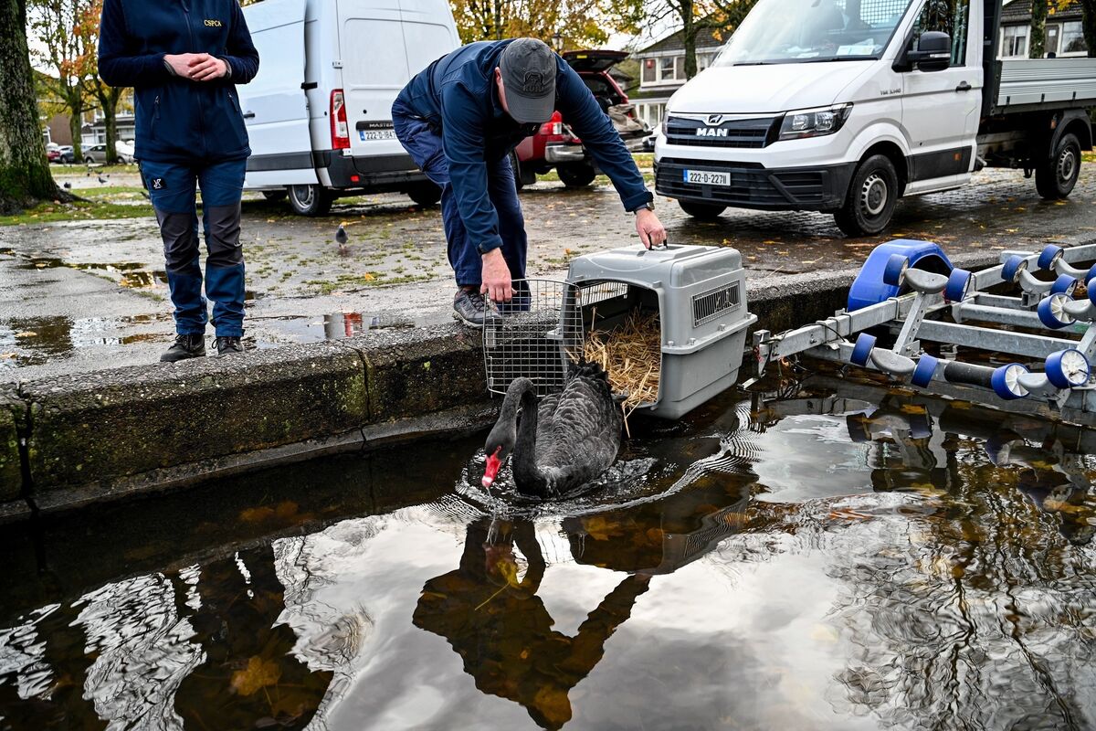 Black swan Phoebe is released back into the Lough by Vincent Cashman of CSPCA. Picture: Chani Anderson Black swan Phoebe is released back into the Lough by Vincent Cashman of CSPCA. Picture: Chani Anderson