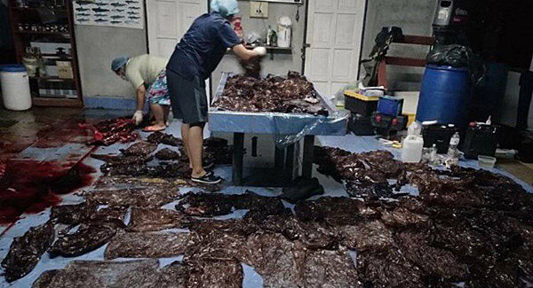 Eighty plastic bags were found in the stomach of a pilot whale off the coast of Thailand.