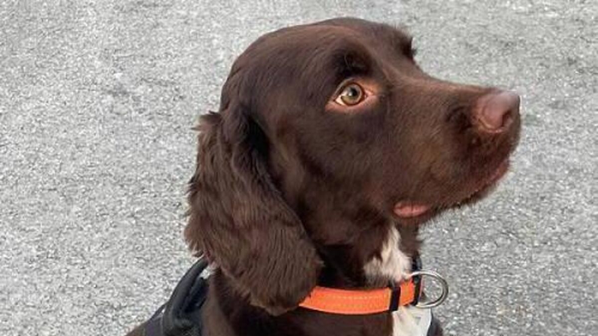 Detector dog Toby helps sniff out more than 9.6m cigarettes in Co Louth - Vimarsana News