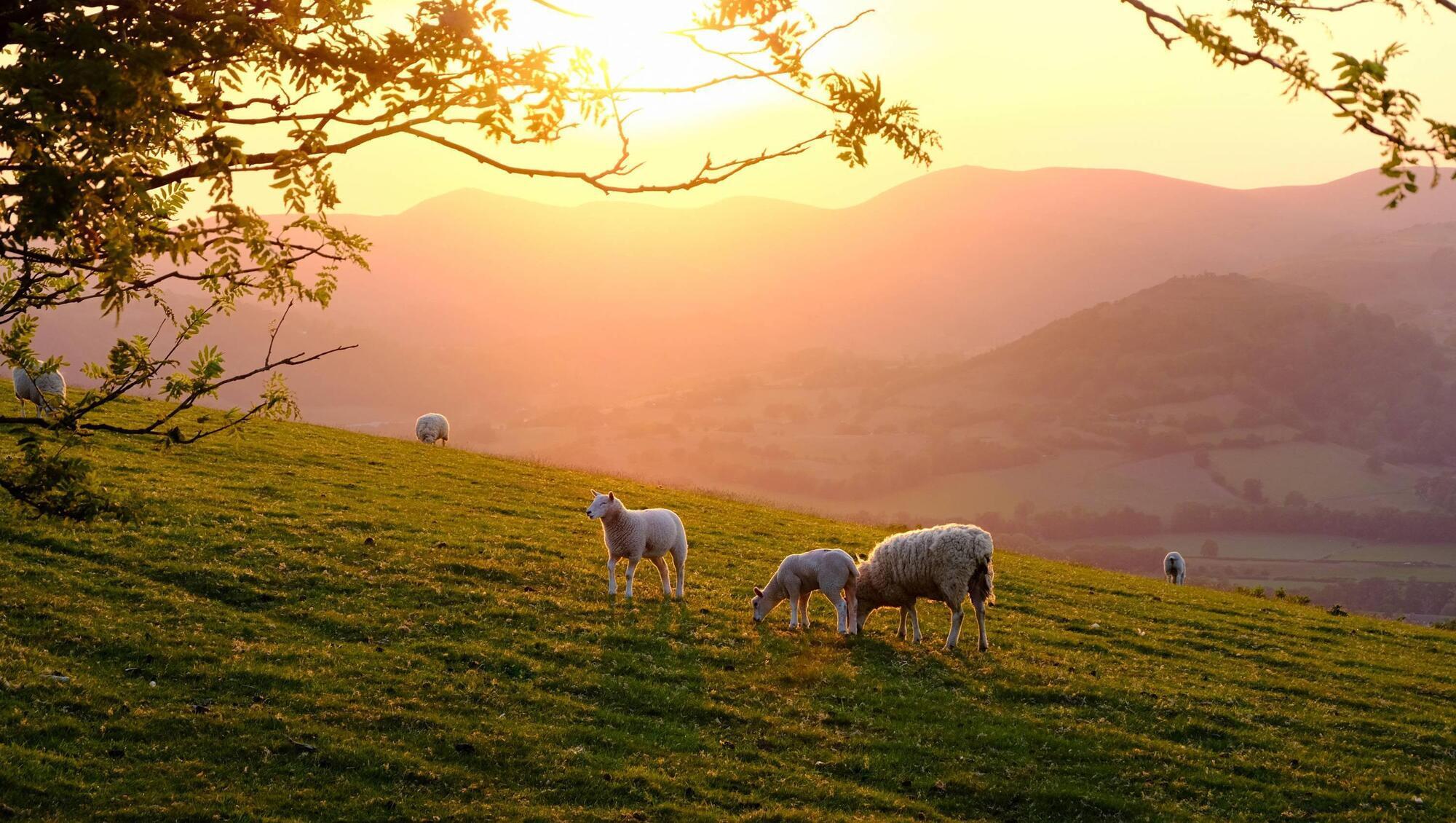 Stronger regulations a 'first step' in protecting livestock from dog attacks