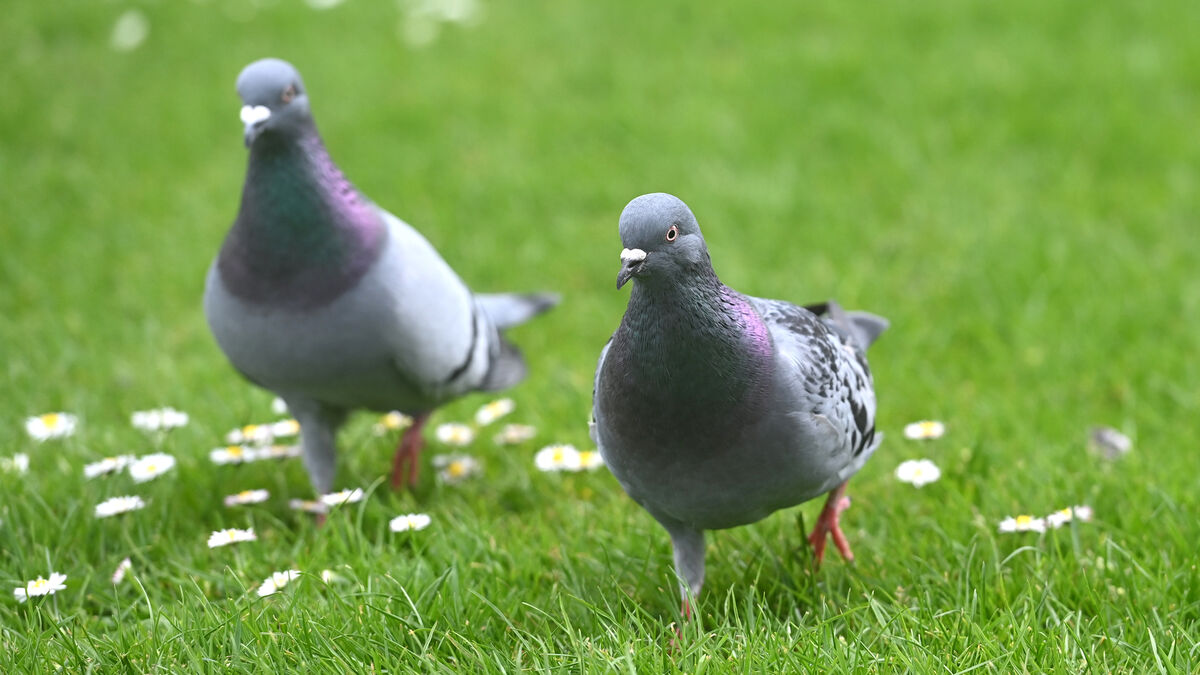 Anja Murray: Pigeons and doves — and peace and learning - Vimarsana News