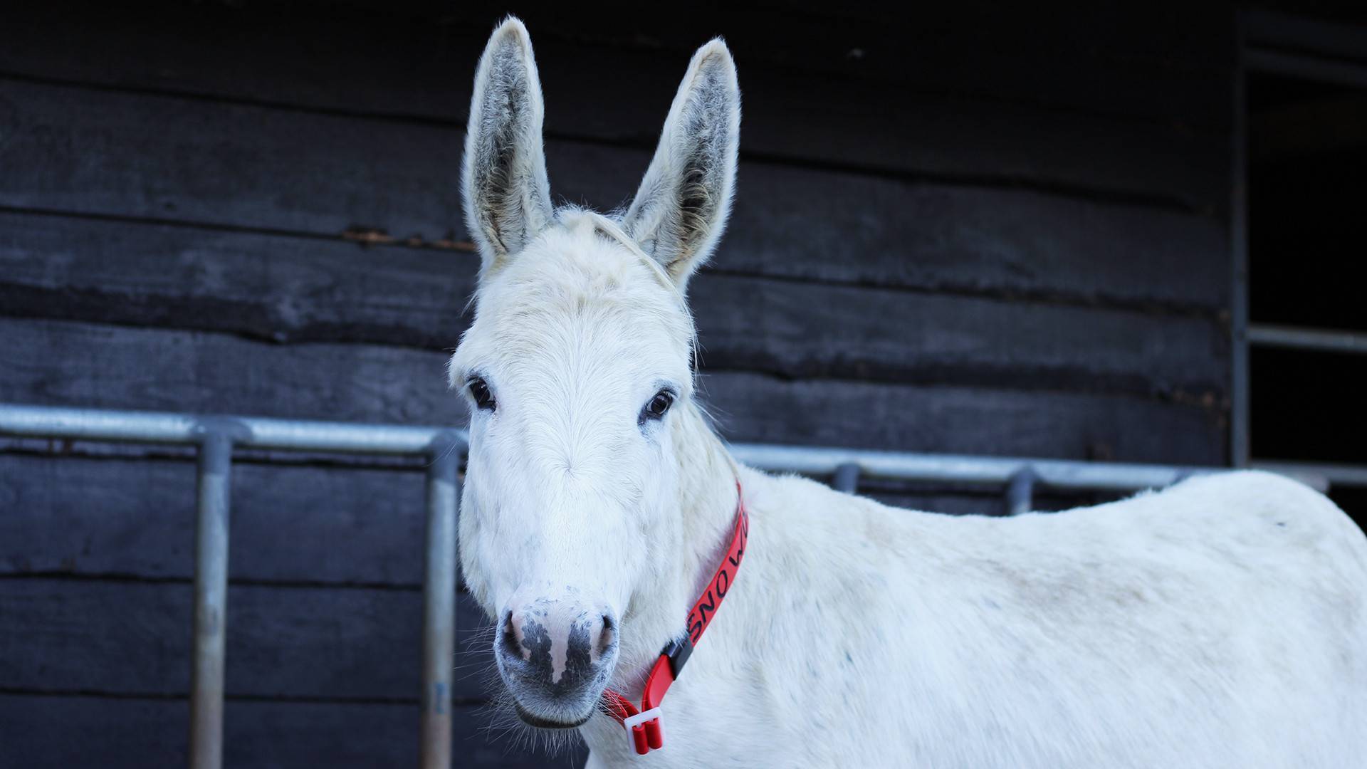 Adopting a donkey can help with schemes