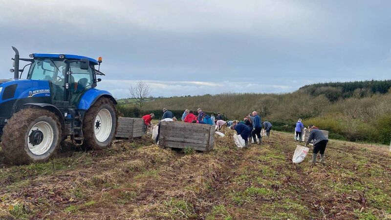 Cork crisp company 'blown away' as people turn up to hand pick 20 tonnes of beetroot