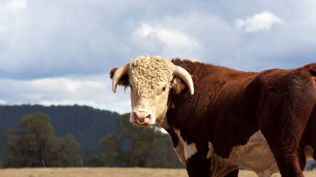Feeding for autumn breeding in the suckler herd - Vimarsana News