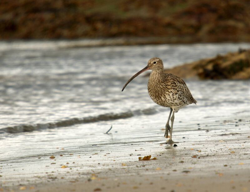 Curlew (Numenius arquata): Ballycotton, Courtmacsherry and Cape Clear in Cork are among many places where seabirds and waders can be seen