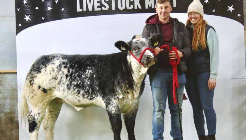 Limousin hybrid heifer sells for €9,500 at Elite Haltered sale
