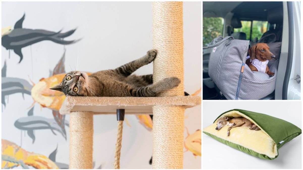 Revealed: The best buys when choosing pet gifts this season - Vimarsana News