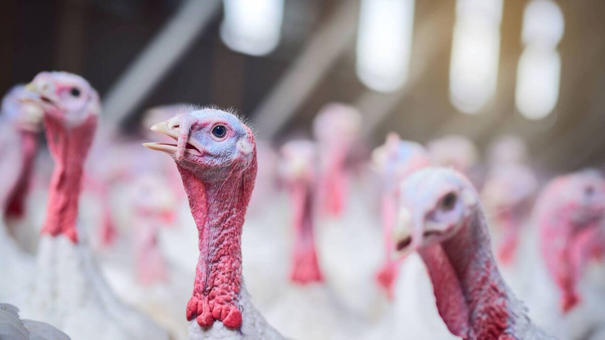 DAFM seeking tenders for €1m depopulation services contract in event of bird flu outbreak - Vimarsana News