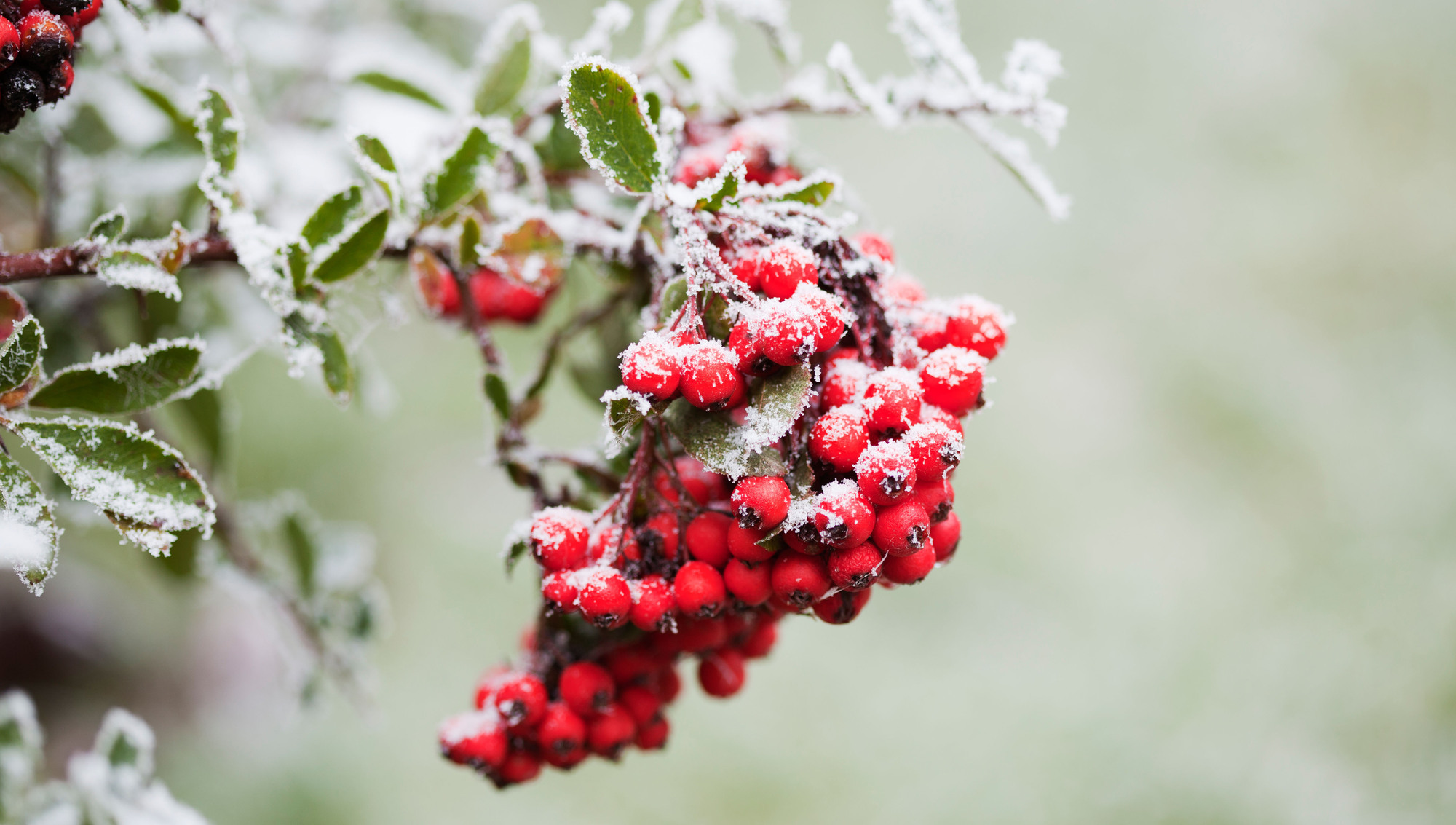 Five of the brightest and best shrubs to grow for festive berries