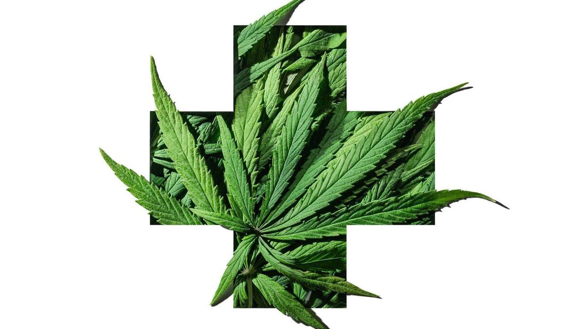 Going to pot: using cannabis derivatives as medicinal treatments - Vimarsana News