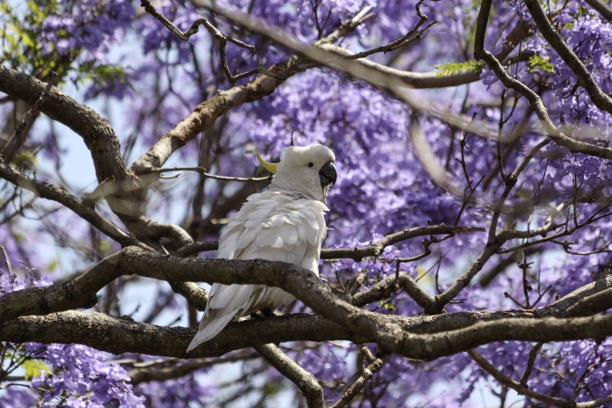 Sulfer Crested Cockatoo perched in a tree at the Sydney Royal Botanical Gardens, Australia. Sulfer Crested Cockatoo perched in a tree at the Sydney Royal Botanical Gardens, Australia.