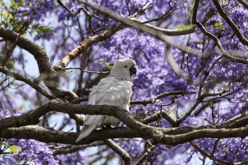 Sulfer Crested Cockatoo perched in a tree at the Sydney Royal Botanical Gardens, Australia.