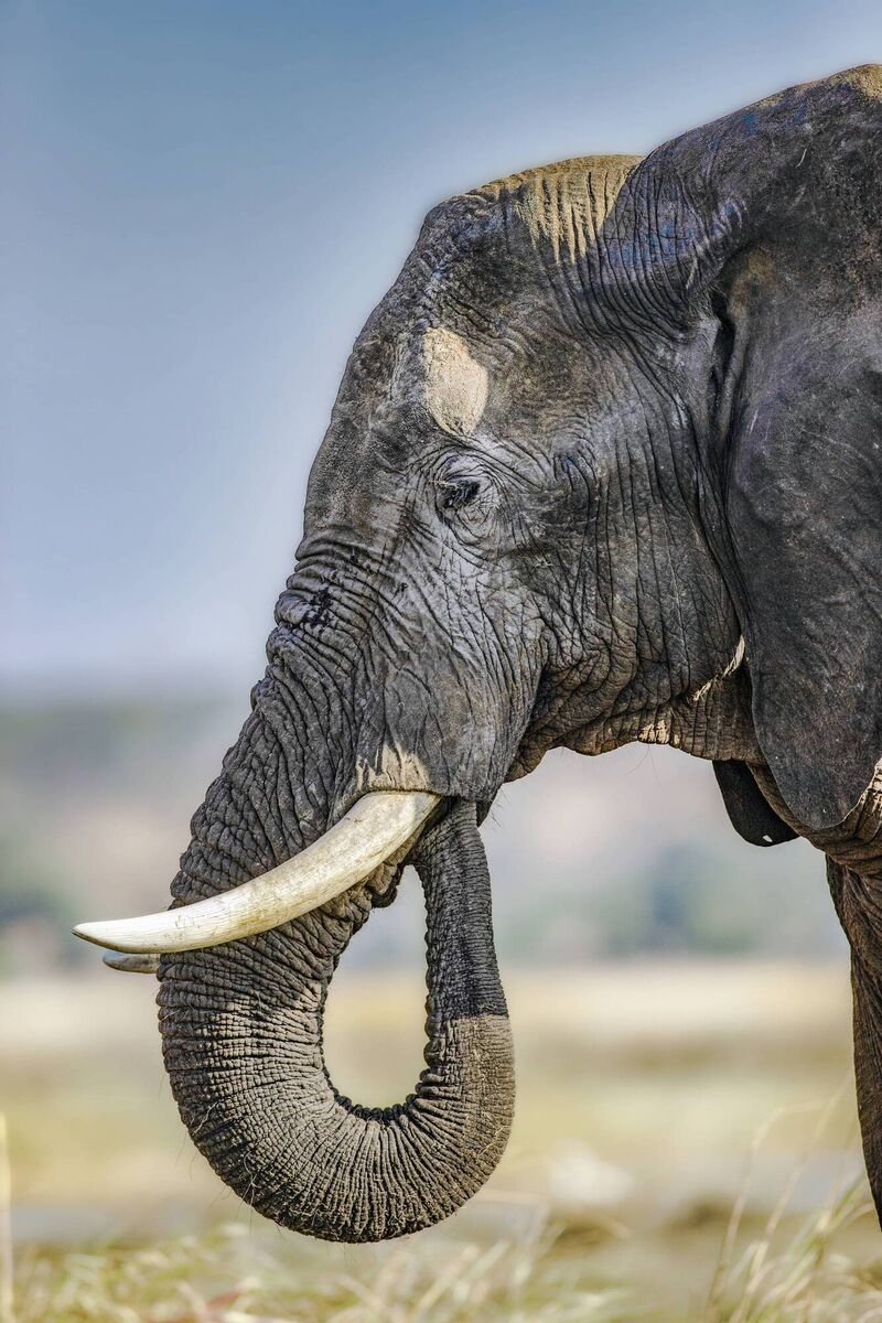 An African elephant in Botswana, Travel Editor and 'safari addict' Jillian Bolger's favourite country. An African elephant in Botswana, Travel Editor and 'safari addict' Jillian Bolger's favourite country.