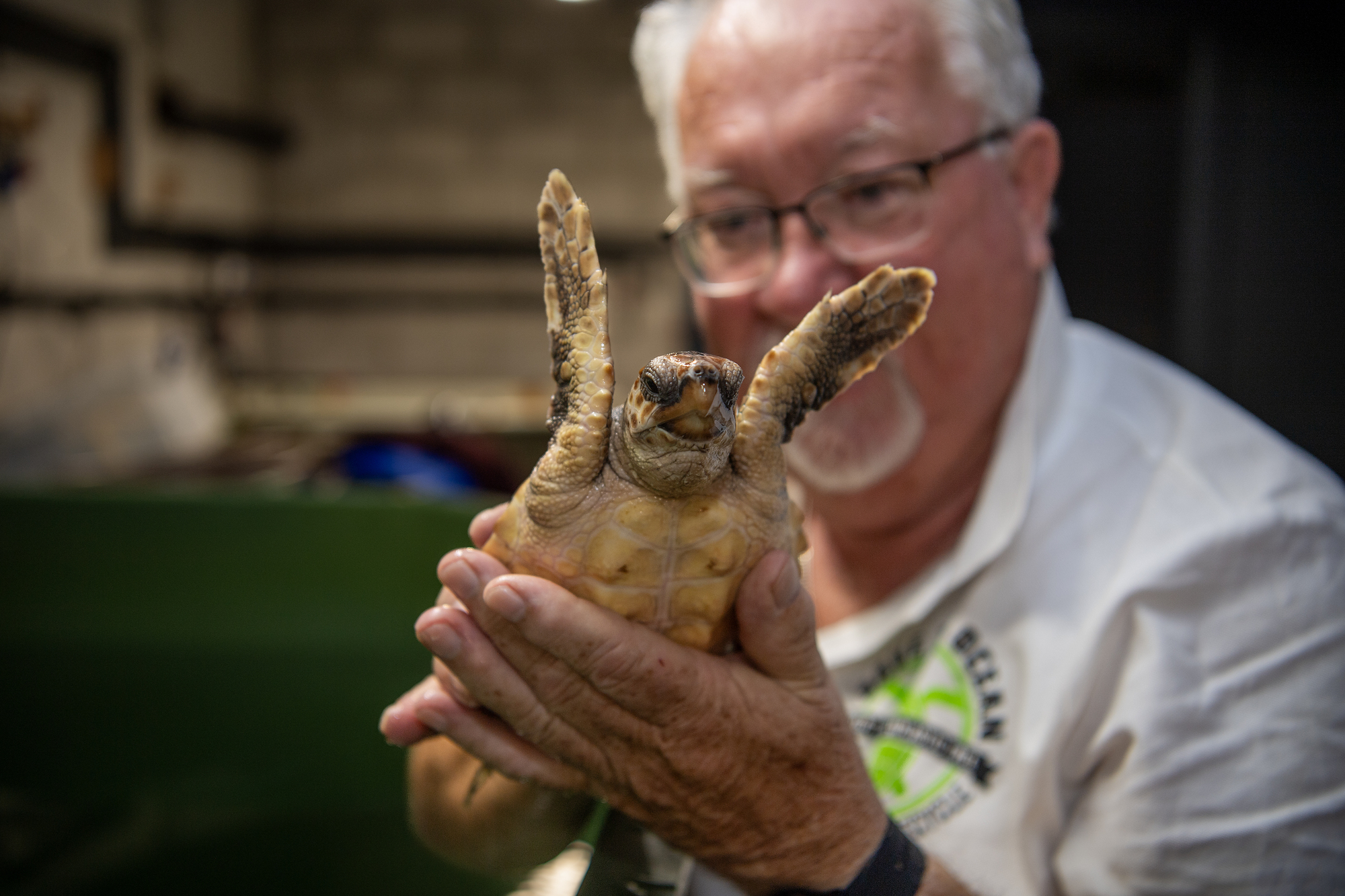 Turtle washed up along Kerry coast recuperates in Ireland ahead of transfer to Portugal 