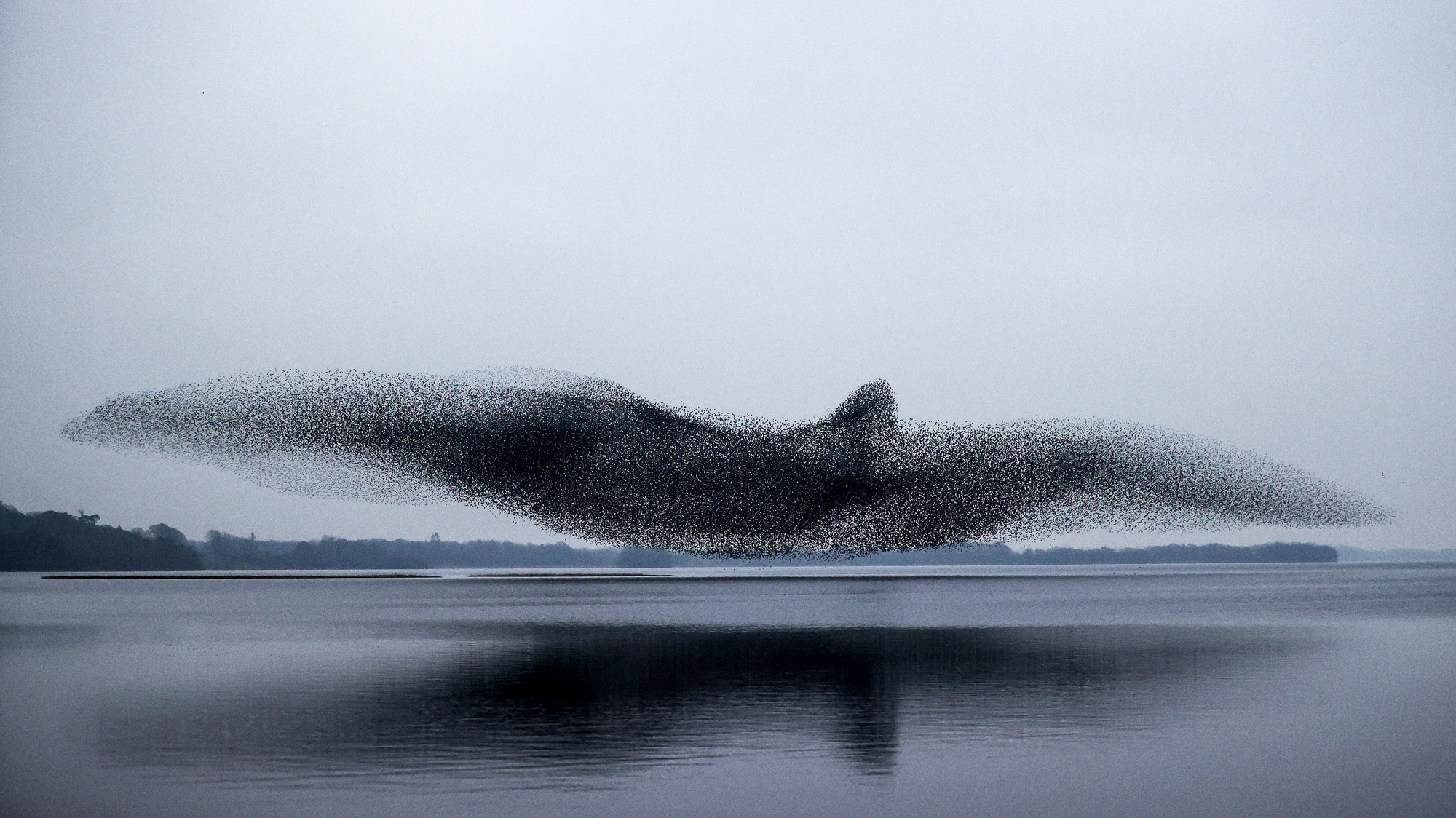 Starling murmurations: Public urged to watch out for amazing overhead spectacles