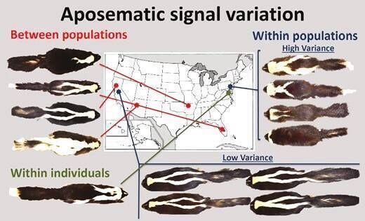 Predation risk drives aposematic signal conformity