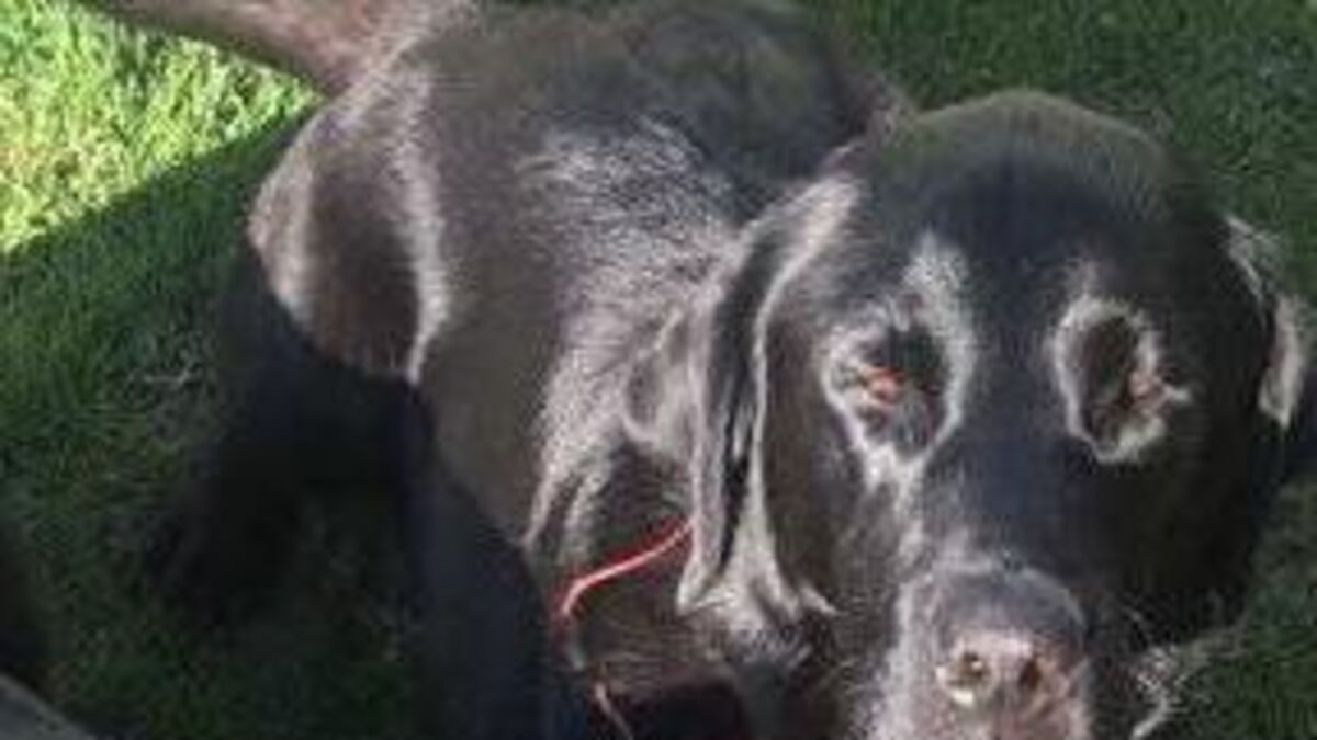 Concern over 'all wrong' documents discovered in Cork puppy farm case - Vimarsana News