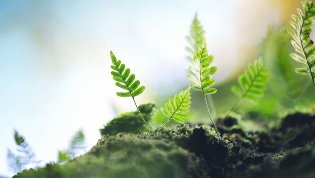 Fossil fuels are made from the partially degraded remains of ancient ecosystems on land and in the sea. The hydrocarbons in coal, oil, and natural gas are all the products of photosynthesis by organisms that lived millions of years ago <p>Fossil fuels are made from the partially degraded remains of ancient ecosystems on land and in the sea. The hydrocarbons in coal, oil, and natural gas are all the products of photosynthesis by organisms that lived millions of years ago</p>