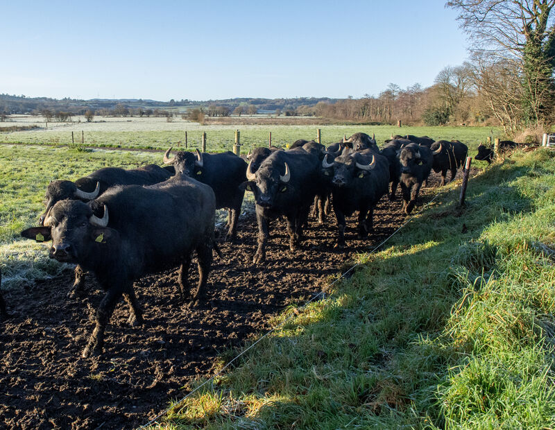 Water buffalo heading out for grazing in the drying and frosty fields. Picture: Dan Linehan Water buffalo heading out for grazing in the drying and frosty fields. Picture: Dan Linehan