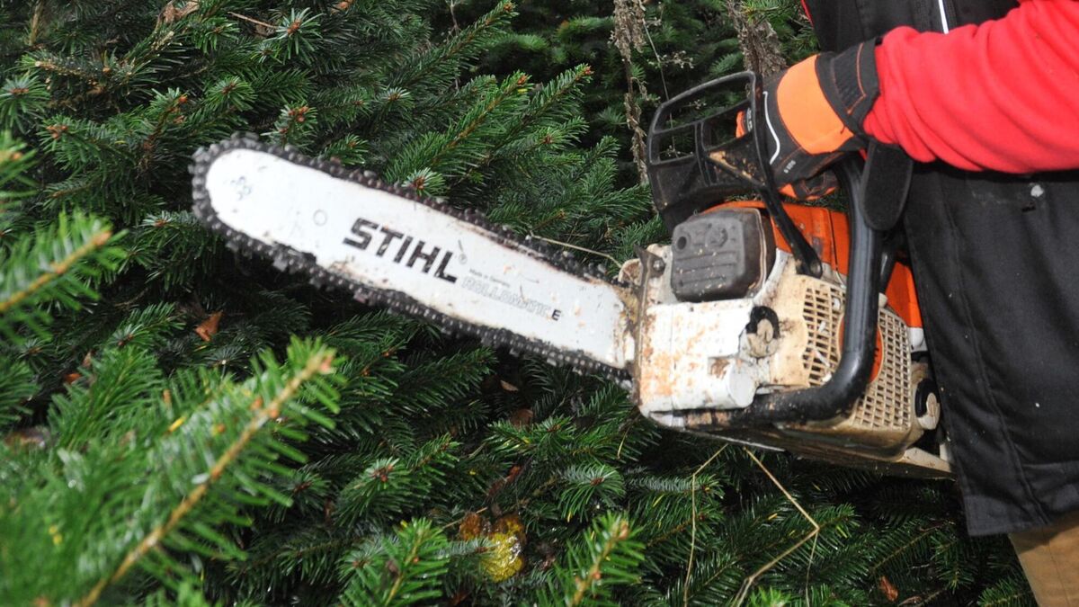 Family of man who died while felling trees on stud farm settles for €2m - Vimarsana News