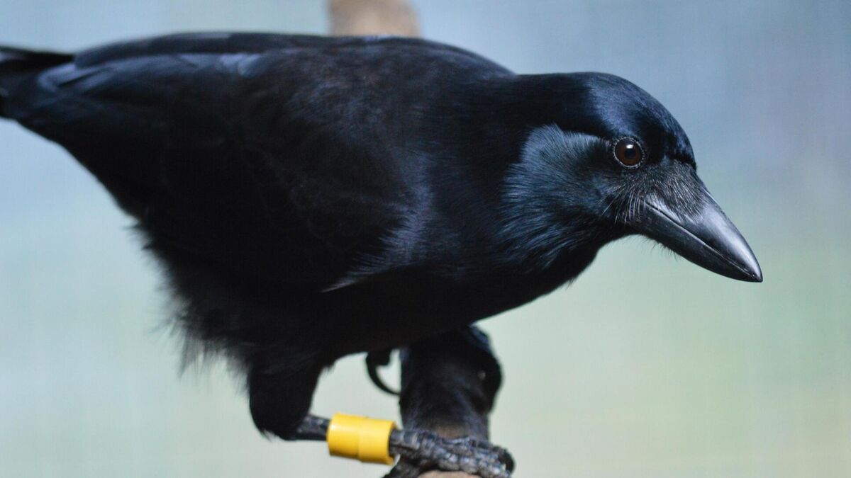 Crows can use self-control to hold out for favourite food - Vimarsana News