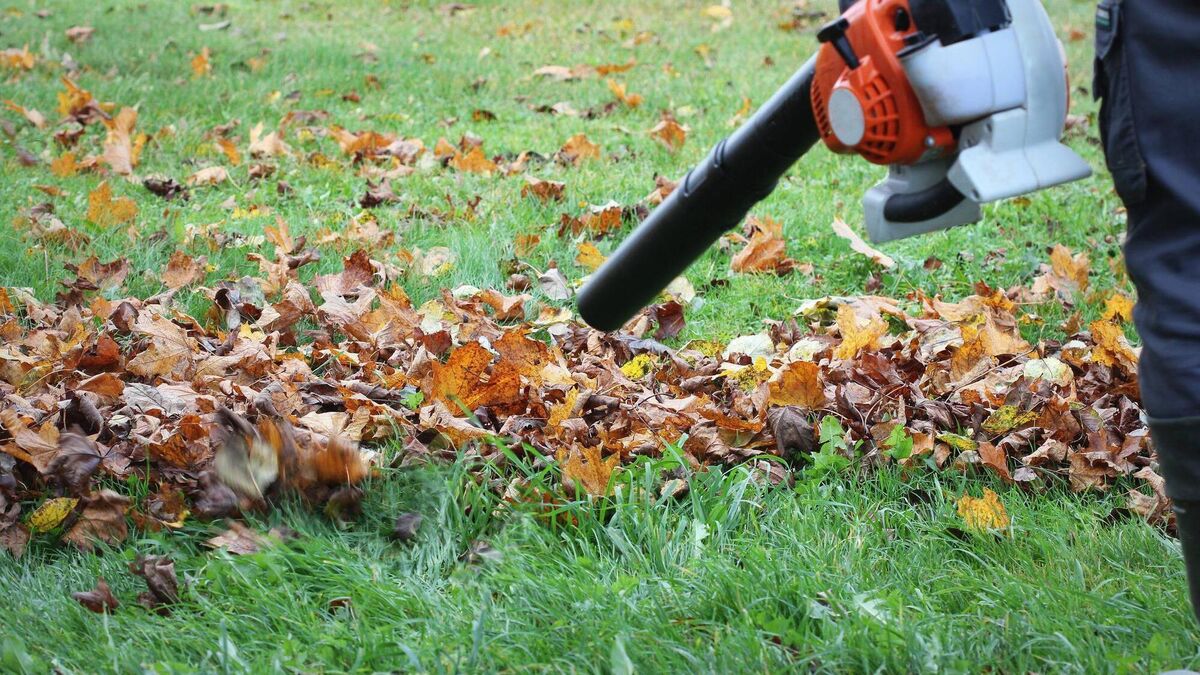 Pointless and harmful — here's why leaf blowers suck - Vimarsana News